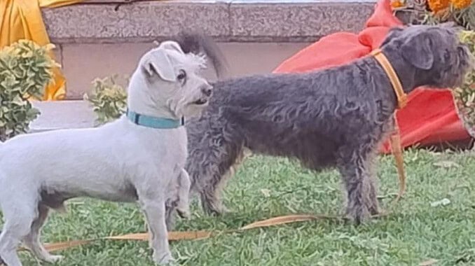 perritos