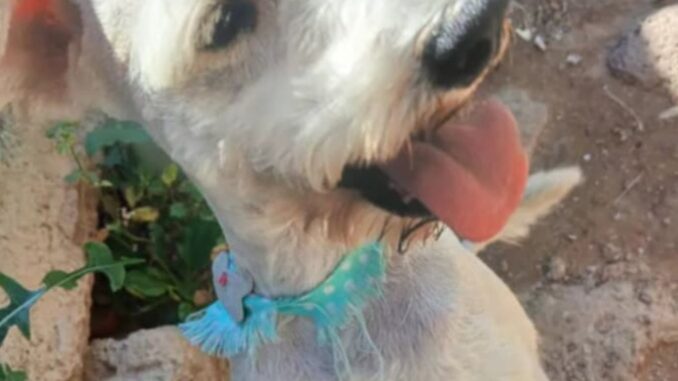 perrito1