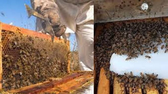 abejas